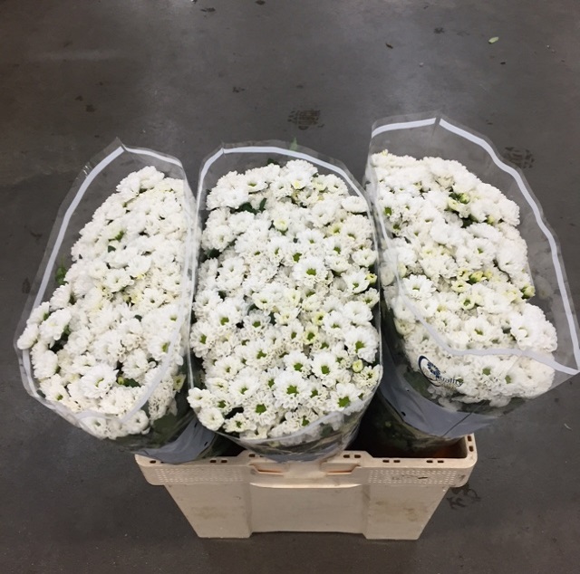 Chrys sa rossi white.jpg